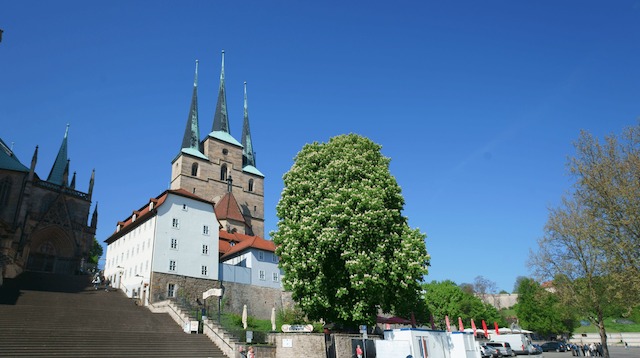 Sankt Severi, Severikirche Erfurt, Domberg, Domhügel, Kastanie, Kirche, Religion, Domstufen